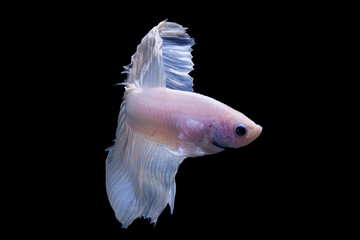 Obraz premium Thai Betta, Picture of a beautiful white Thai fighting fish swimming in the water, black background.