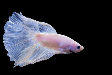 Thai Betta, Picture of a beautiful white Thai fighting fish swimming in the water, black background.