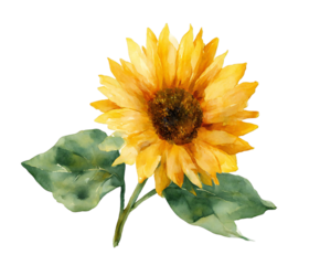 Beautiful watercolor illustration of a vibrant yellow sunflower with green leaves, isolated on a transparent background, perfect for summer and nature themes