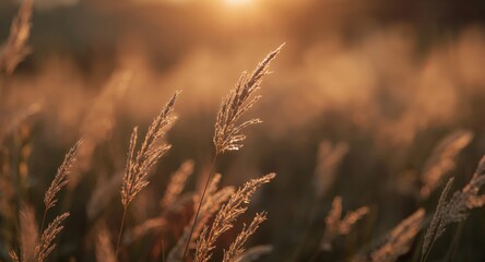 Fototapeta premium Golden Hour Meadow. A Study in Warm Light and Textured Grass Blades at Sunset.