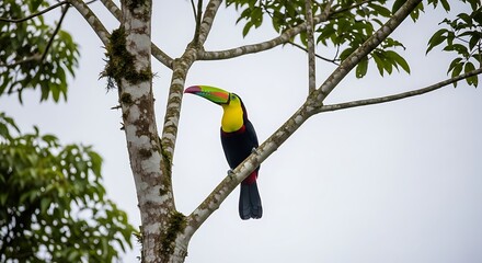 Keelbilled Toucan Rainforest Tree.