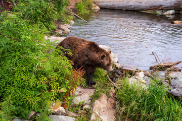 A placid, old grizzly bear stood next to a lake in British Columbia, Canada