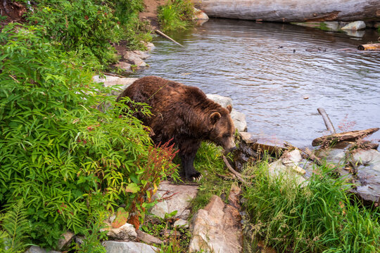 A placid, old grizzly bear stood next to a lake in British Columbia, Canada