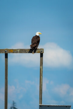 A single bald eagle perched on an old wooden frame looking majestic against a clear blue sky near Campbell River, Canada