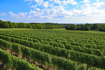 Rows of vines in vineyard in Northern Michigan