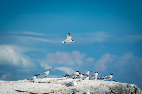 One tern flying above a group of terns sat on a rock in the Strait of Georgia in Canada