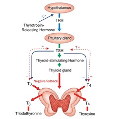 Diagram of thyroid hormone regulation showing hypothalamus, pituitary gland, TRH, TSH, thyroid gland and negative feedback with T3 and T4.