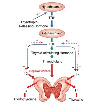Diagram of thyroid hormone regulation showing hypothalamus, pituitary gland, TRH, TSH, thyroid gland and negative feedback with T3 and T4.
