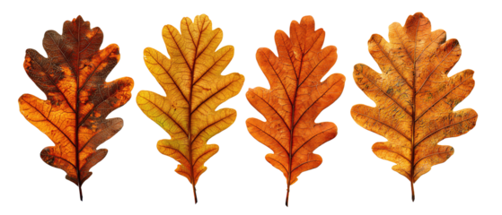 Set of four oak leaves in autumn tones from gold to deep red, aligned in a row, isolated on transparent background.
