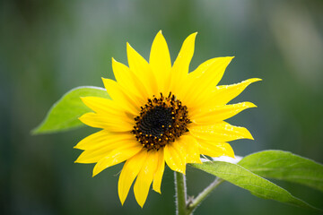 Sonnenblumen im Sommer vor blauem Himmel,
Sunflowers in summer against a blue sky
