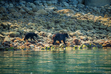 A mother black bear walking along a rocky shoreline with her cub on Vancouver Island © Chris White
