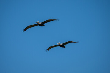 Pelicans