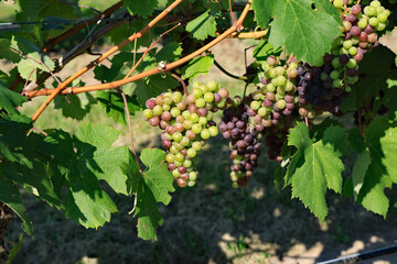 Grapes on the vine in a vineyard near harvest time, in Northern Michigan on the Old Mission Peninsula.