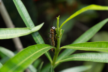 Close-up macro shot of a vibrant caterpillar resting on a fresh green leaf in the garden, showcasing intricate details beautifully