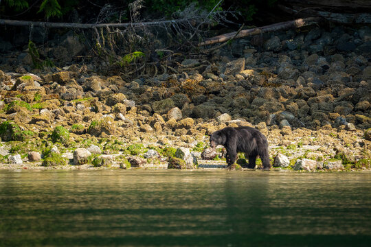 A black bear walking along the sun dappled rocks on the shore of Vancouver Island