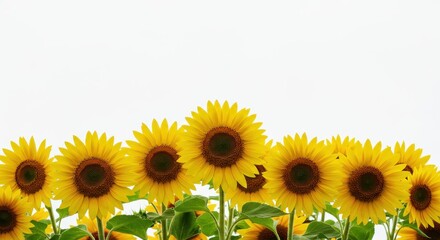 Vibrant Yellow Sunflower Border Isolated on a Clean White Background with Ample Copy Space.