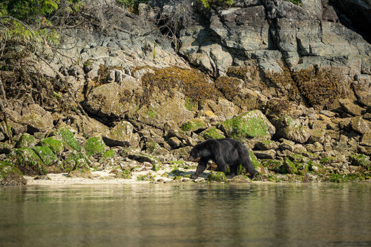 A black bear walking along the beach among seaweed covered rocks on the shore of Vancouver Island