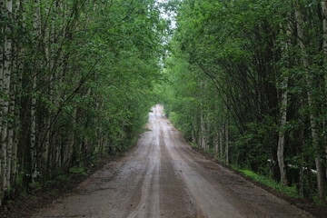 A dirt road in a young birch forest on a sunny summer day