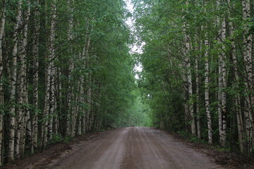 Naklejka premium Dirt road in a young birch forest on a sunny summer day