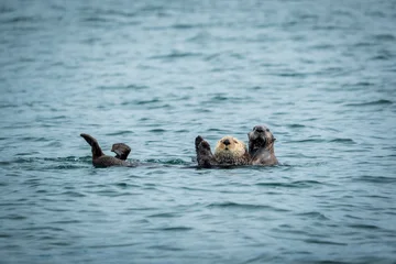 Two sea otters floating together in the Pacific Ocean off the coast of Vancouver Island and looking at the viewer © Chris White