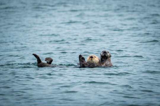 Two sea otters floating together in the Pacific Ocean off the coast of Vancouver Island and looking at the viewer