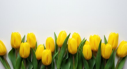 Obraz premium A Bright Border of Fresh Yellow Tulips on a Stark White Minimalist Canvas.
