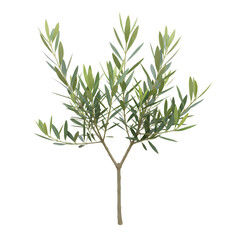 Naklejka premium Olive Branch: Lush Green Sprig