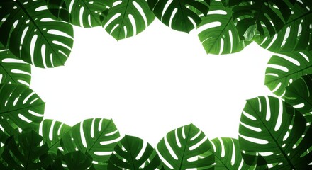 Fototapeta premium Lush Green Monstera Leaves Frame Bright White Space, Tropical Aesthetic.