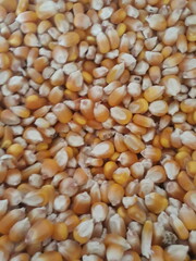 Golden Yellow Corn Kernels Texture Background