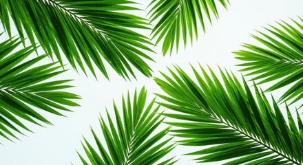 Obraz premium Vibrant Green Palm Fronds Patterned Against a Clean White Background.