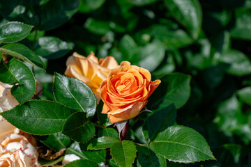 Hybrid tea rose flower head closeup at lush garden background