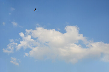 Obraz premium Bright blue sky ,white fluffy clouds and bird flying high in the sky. Nature, beautiful weather ,sky background, natural environment,