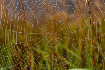 Fototapeta premium spider web with dew drops