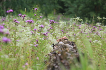 old tree in a field overgrown with meadow flowers midsummer