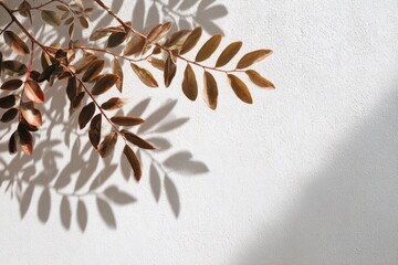 shadow overlay effects of realistic natural tree leaves shadow on white wall background, Summer sunlight and shadow overlay effect, shade for photo interior backdrop studio mockup