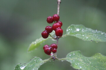 poisonous plants wolfberry rainy summer day in the forest