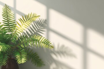 shadow overlay effects of realistic window and fern leaf shadow with light blur on transparent background, Summer sunlight and shadow overlay effect, shadow for photo interior backdrop mockup