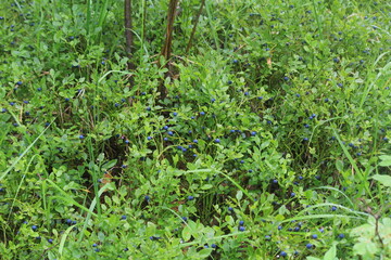 green blueberry bushes with berries