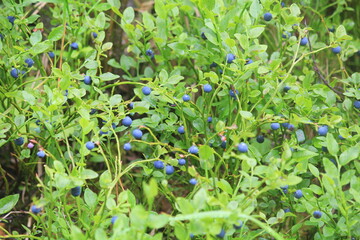 green blueberry bushes with berries
