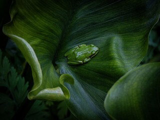 Frog on Lily Leaf