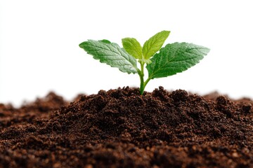 young plant in soil on transparent background