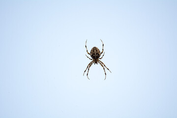 Kreuzspinne vor blauem Himmel,
Cross spider against blue sky