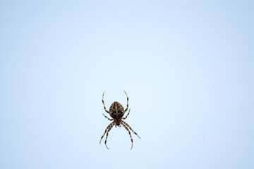 Kreuzspinne vor blauem Himmel,
Cross spider against blue sky