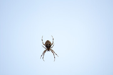 Kreuzspinne vor blauem Himmel,
Cross spider against blue sky