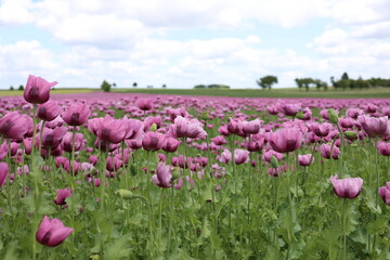Field of red and purple poppies in the wind