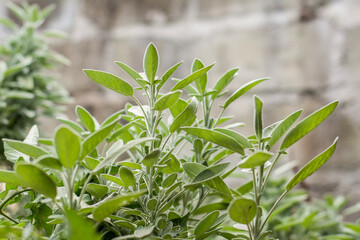 Fresh sage leaves growing in the garden. Selective focus with shallow depth of field.
