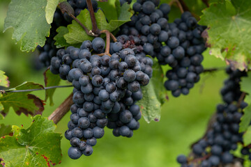 Ripe Blue Grapes Growing on the Vine in a Vineyard