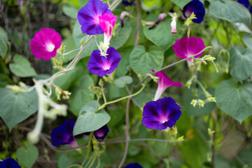 Colorful morning glory flowers in bloom
