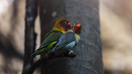 Couple of lovebird parrots on the tree