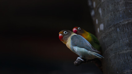 Couple of lovebird parrots on the tree